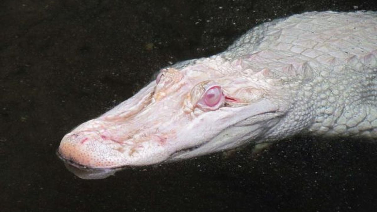 White alligators 