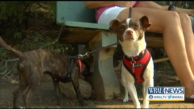NC State veterinarian leads research to delay aging process in dogs