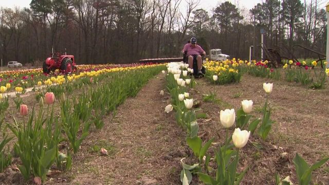Tar Heel Traveler: Sanford tulip farm