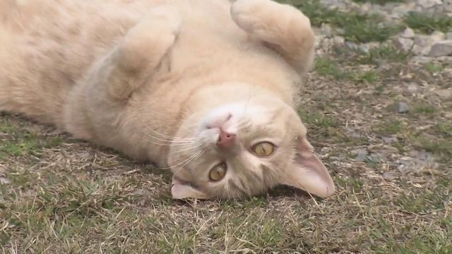 Tar Heel Traveler: Bubba the World Famous Cat