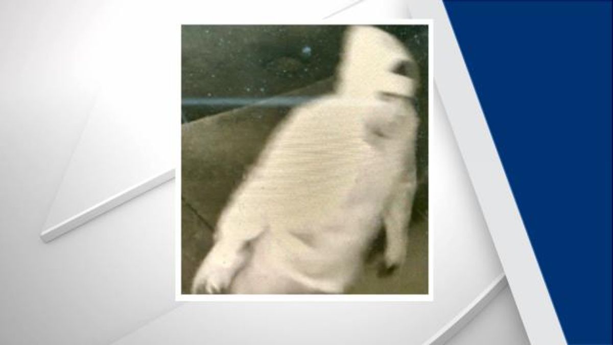 Burlington GOP vandalism suspect