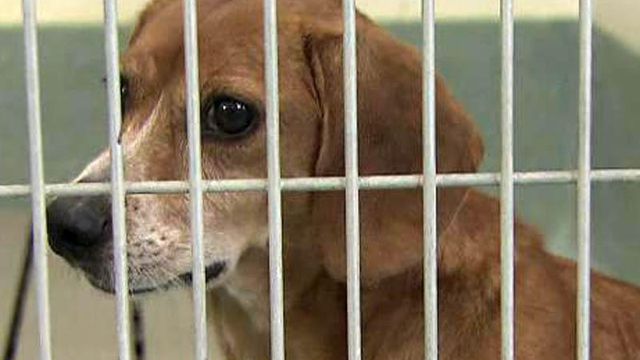 Volunteers criticize rising kill rate at Wake animal shelter