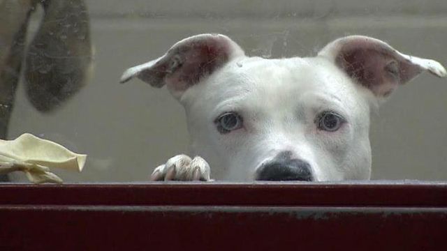 Donating to Humane Society, ASPCA? Money might not go to NC