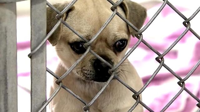 Wake SPCA rescues 14 animals from high-kill shelter