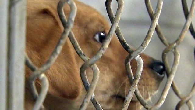 State says rural counties must make effort to upgrade animal shelters