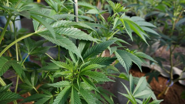 Constitutional amendment on medical marijuana sought