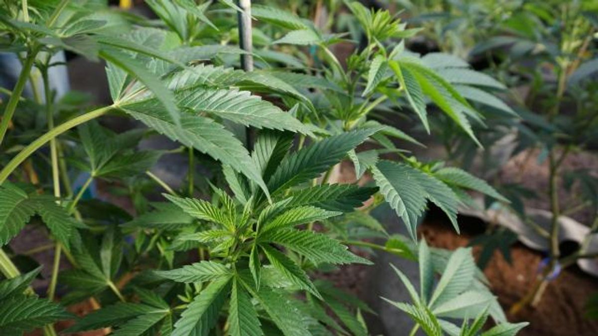 Marijuana