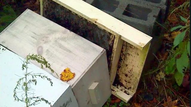DEA says it needs more proof agents damaged woman's beehive