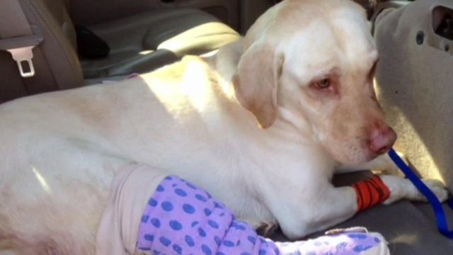 Pet owners criticize lax punishment of negligent veterinarians