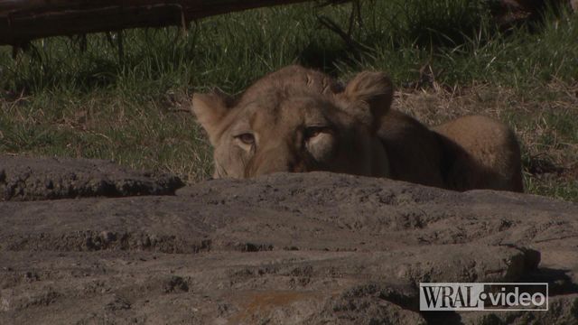 WRAL Investigates: The steps zoos take to keep animals and visitors safe