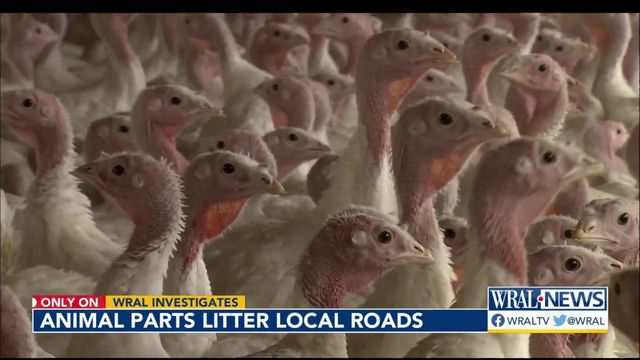 WRAL Investigates: Animal parts litter NC roads