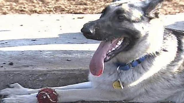 Pet Owners Worry About Food Recall
