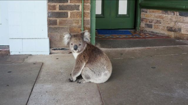 Koalas designated endangered species amid dramatic population decline 