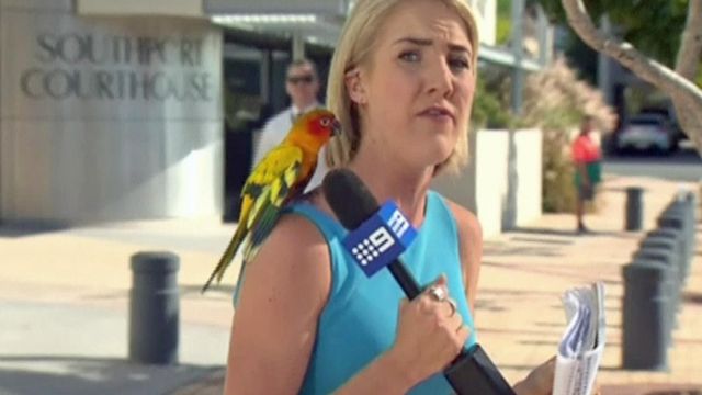 TV reporter startled when parrot lands on her shoulder