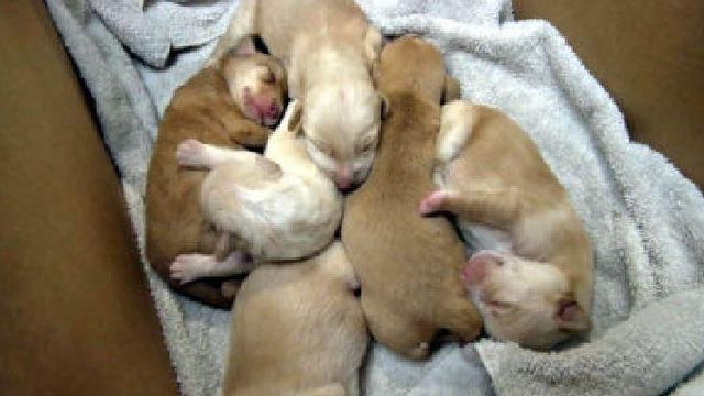 Kayaker rescues puppies dumped in river