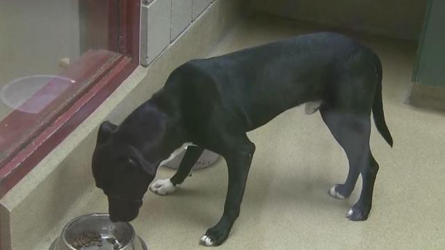 Soft beds, full bellies: Triangle shelters welcome dogs from Puerto Rico 