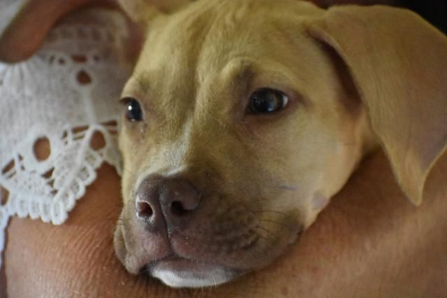 Puerto Rico dogs