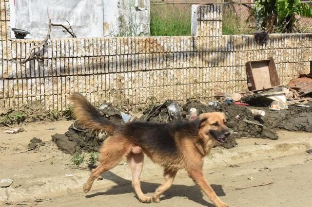 Puerto Rico dogs