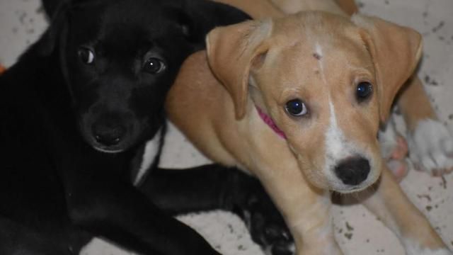 Puerto Rico dogs