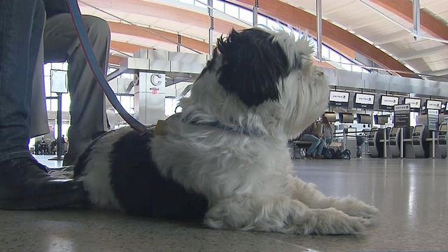 RDU travelers have concerns regarding safety of pets 