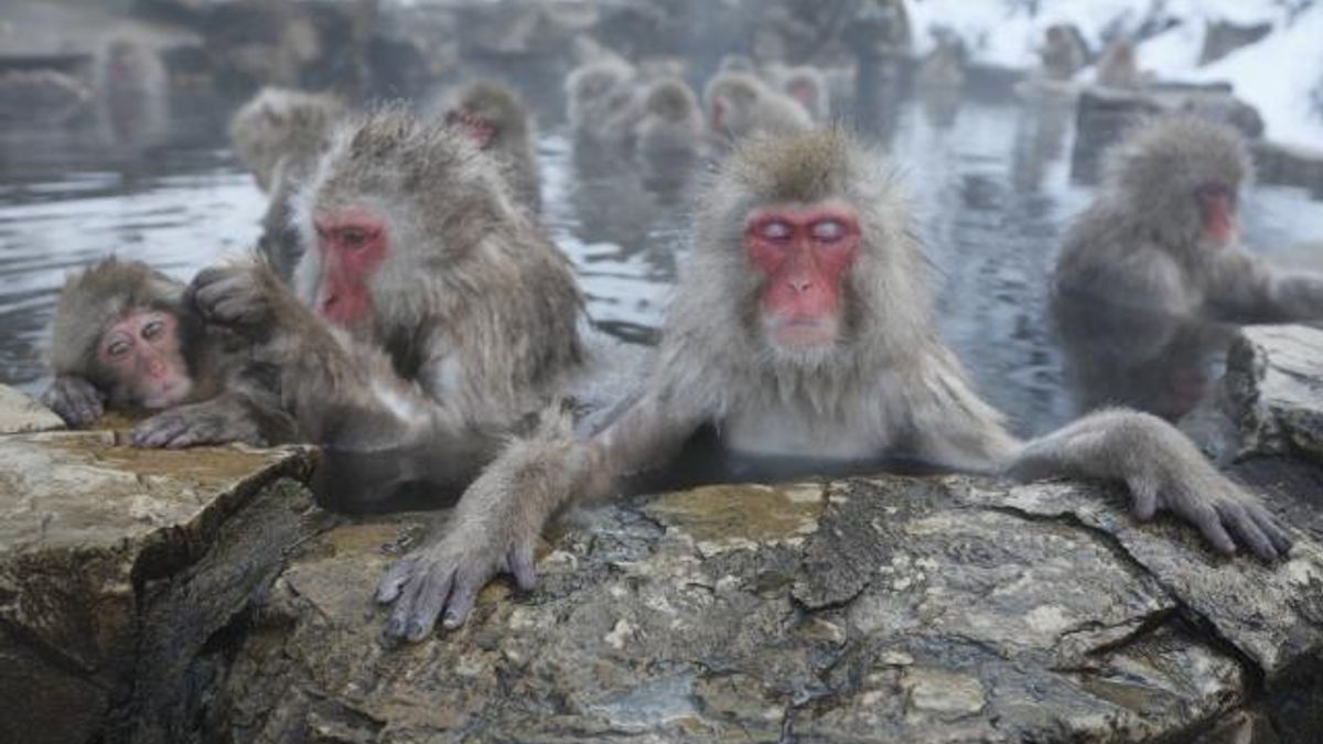 RESTRICTED -- Hot Springs Lower Stress in Japan’s Popular Bathing Monkeys
