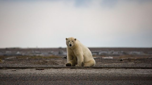 Polar bears on track to go extinct by end of century due to climate change