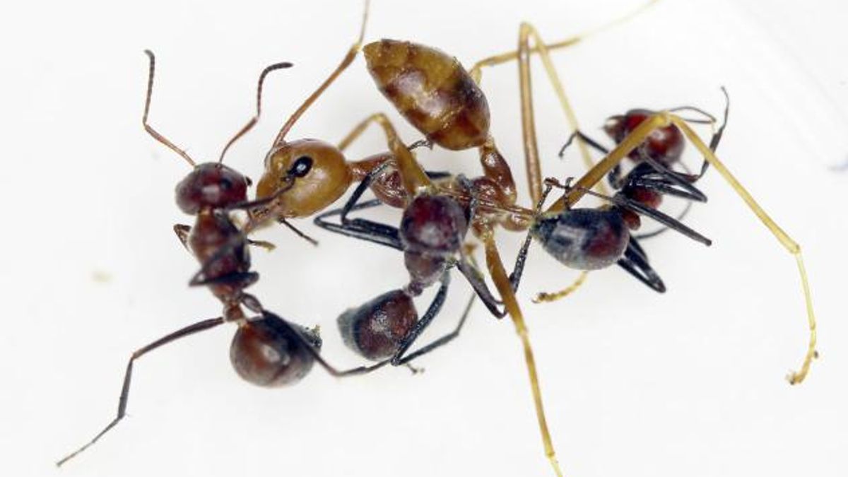 RESTRICTED -- These Ants Explode, but Their Nests Live to See Another Day
