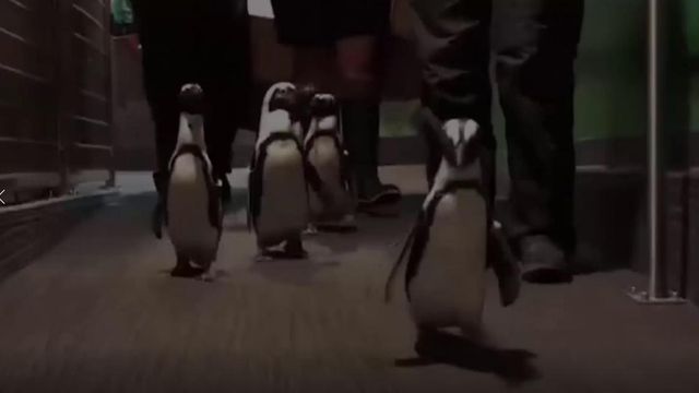 Penguins strut their stuff on World Penguin Day