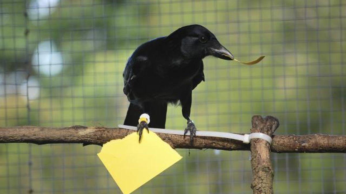 RESTRICTED -- Crows Learn More About Toolmaking