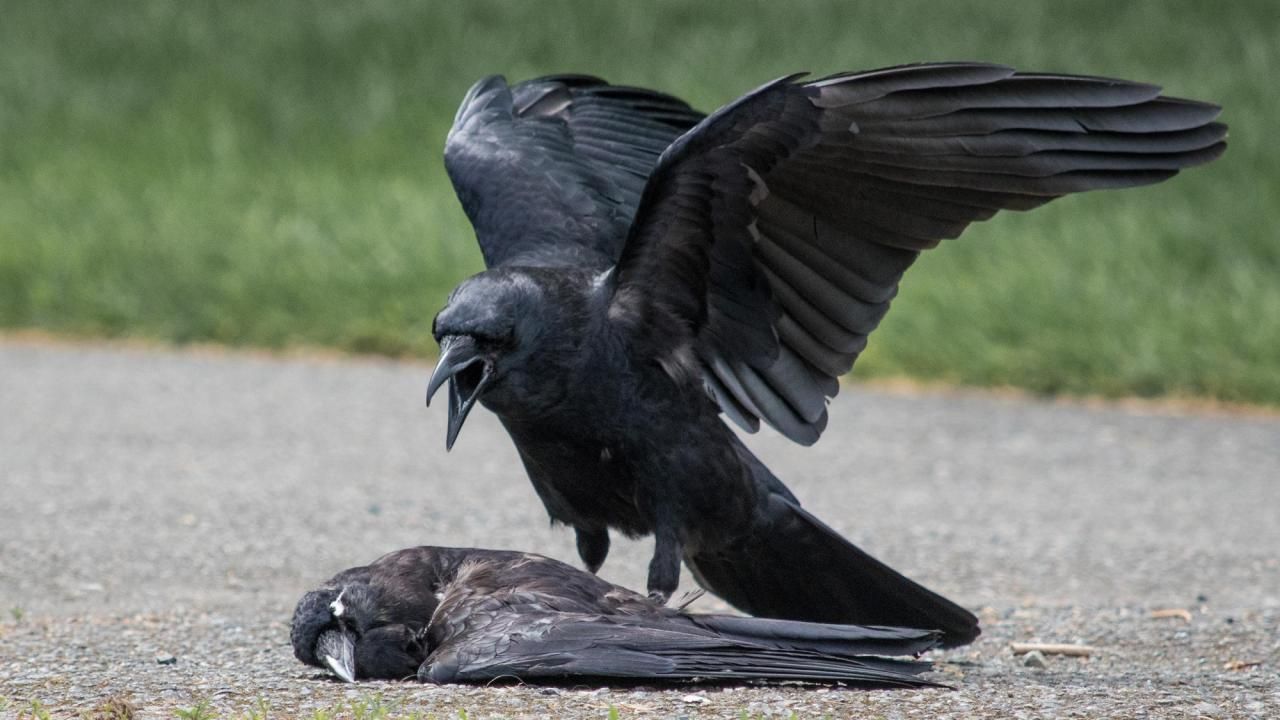 necrophillia Why are some crows committing acts of necrophilia?