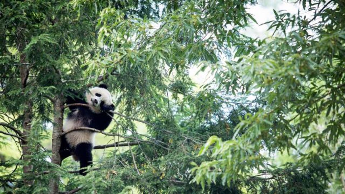 Decoding Pandas’ Come-Hither Calls