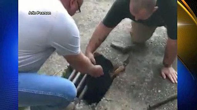 Raw: Dog rescued from storm drain