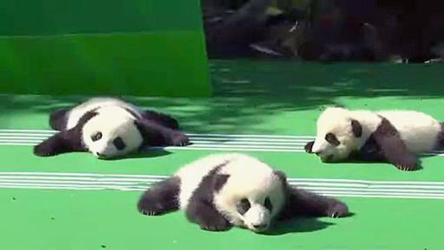Aw! Panda cubs make public debut 