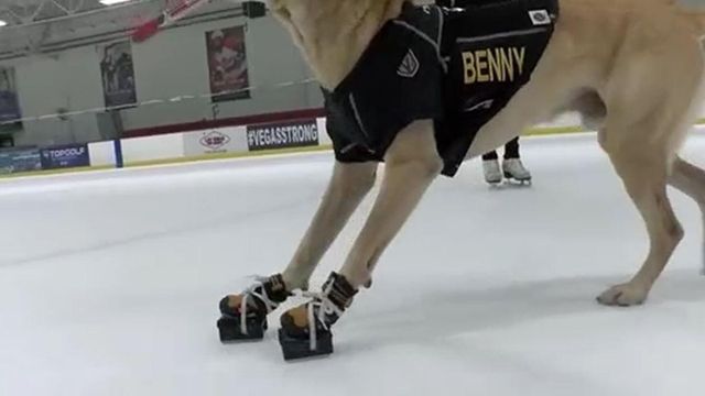 Vegas dog rules the rink on ice skates