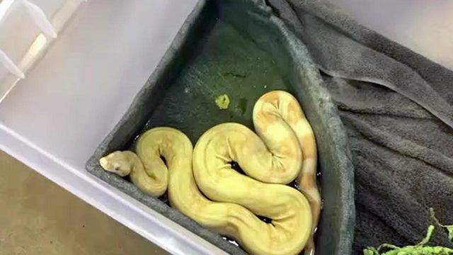 Python found among Goodwill donations