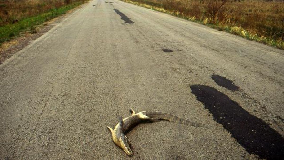RESTRICTED -- In Brazil, Animals Cross a Road of No Return