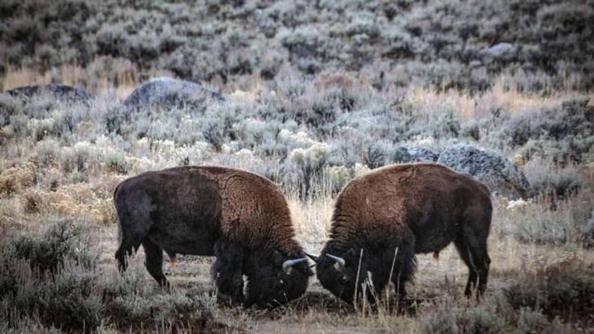 Your Children’s Yellowstone Will Be Radically Different