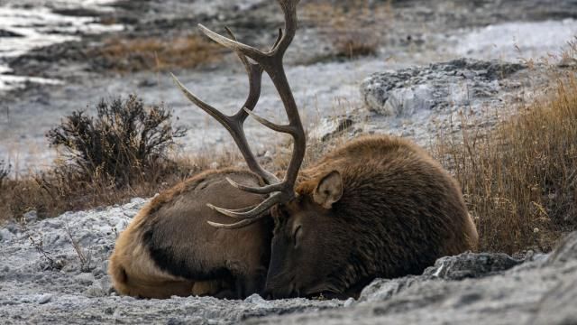Your Children’s Yellowstone Will Be Radically Different