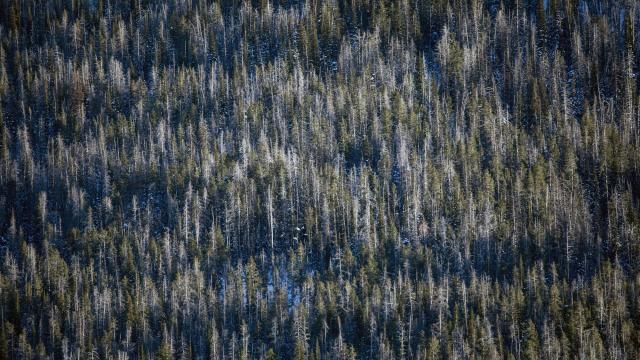 Your Children’s Yellowstone Will Be Radically Different