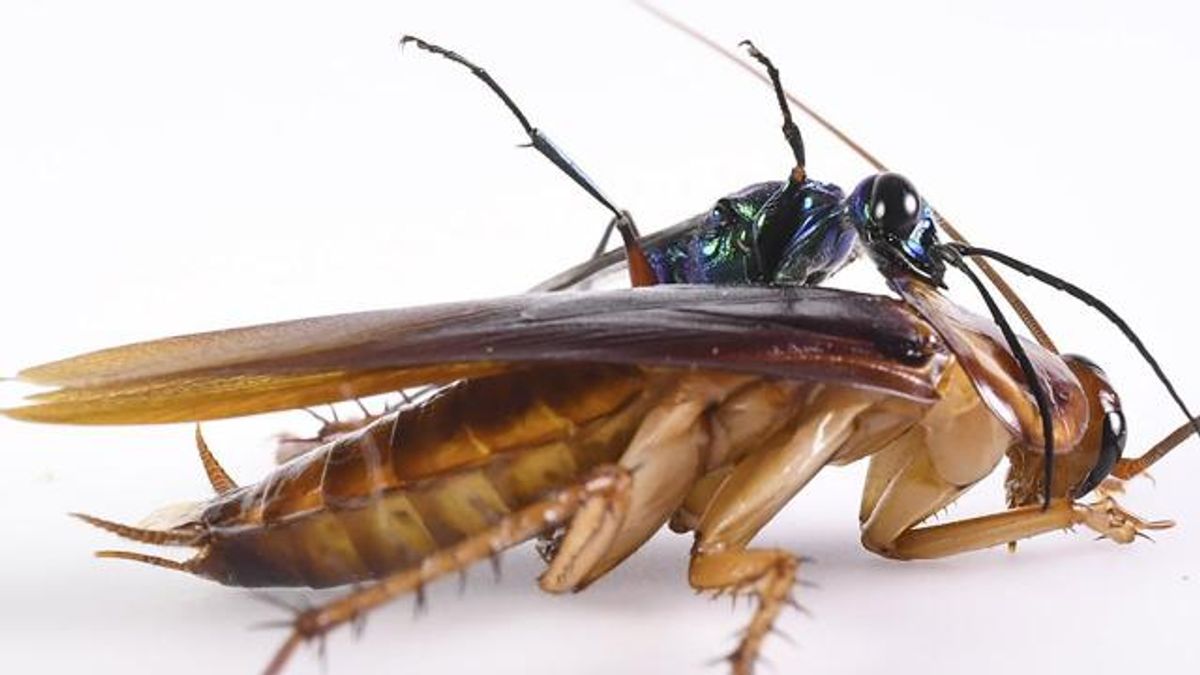 RESTRICTED -- Cockroaches, Karate and Eluding a Zombie Death