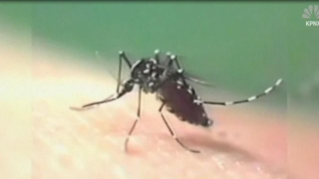 Scientists target spread of disease with mosquito birth control