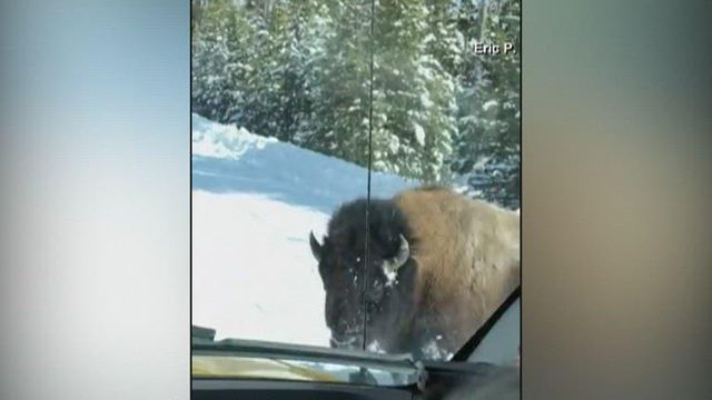 Bison charges at snowmobilers in Yellowstone National Park