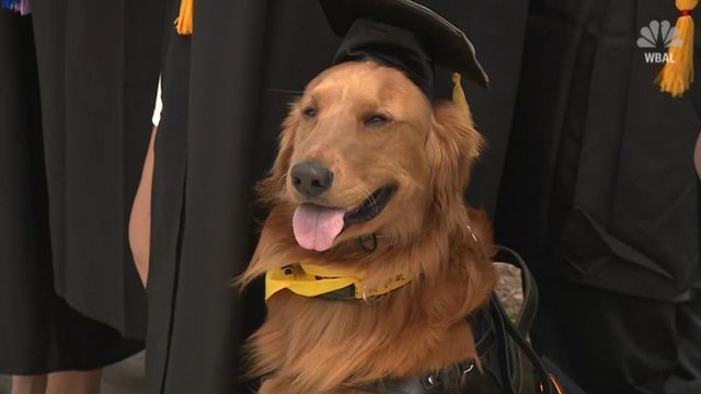 Service dog graduates college with owner