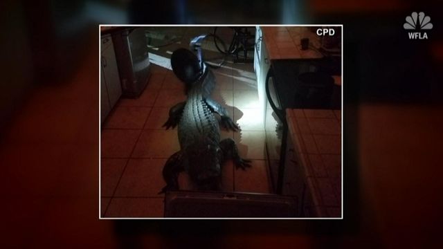 Woman delivering newspapers witnesses gator breaking into Florida home