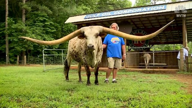 Steer breaks world record for longest horns