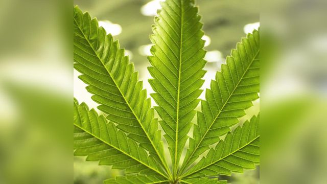 Recreational use of marijuana legalized in Illinois