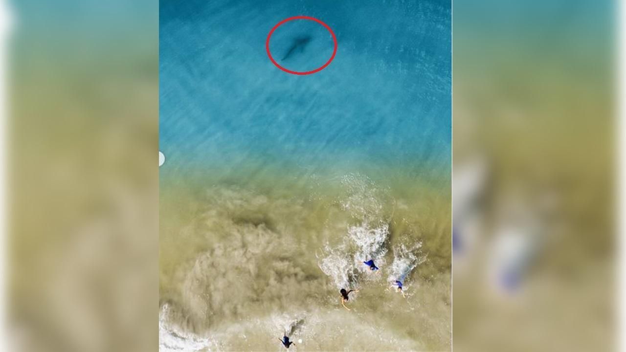 Dad Flying Drone Over Beach Spots Shark Swimming Towards His Kids