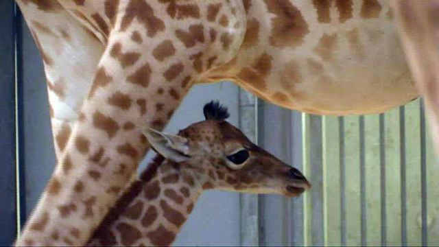 Paris Zoo welcomes baby giraffe