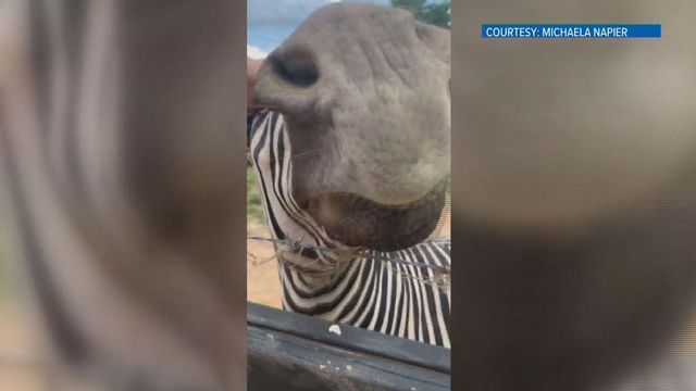 Caught on cam: Zebra bites people taking selfies
