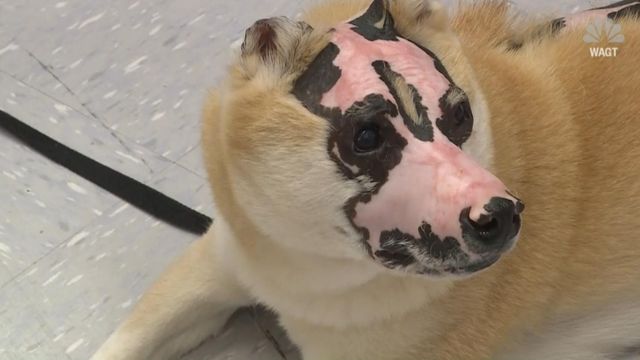 Scarred in house fire, dog trains to help other burn victims